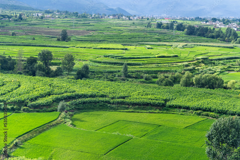Aerial view of green rice fields and village Aerial view of green rice fields and village