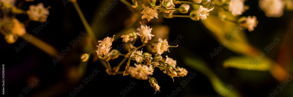 Fototapeta premium Blume