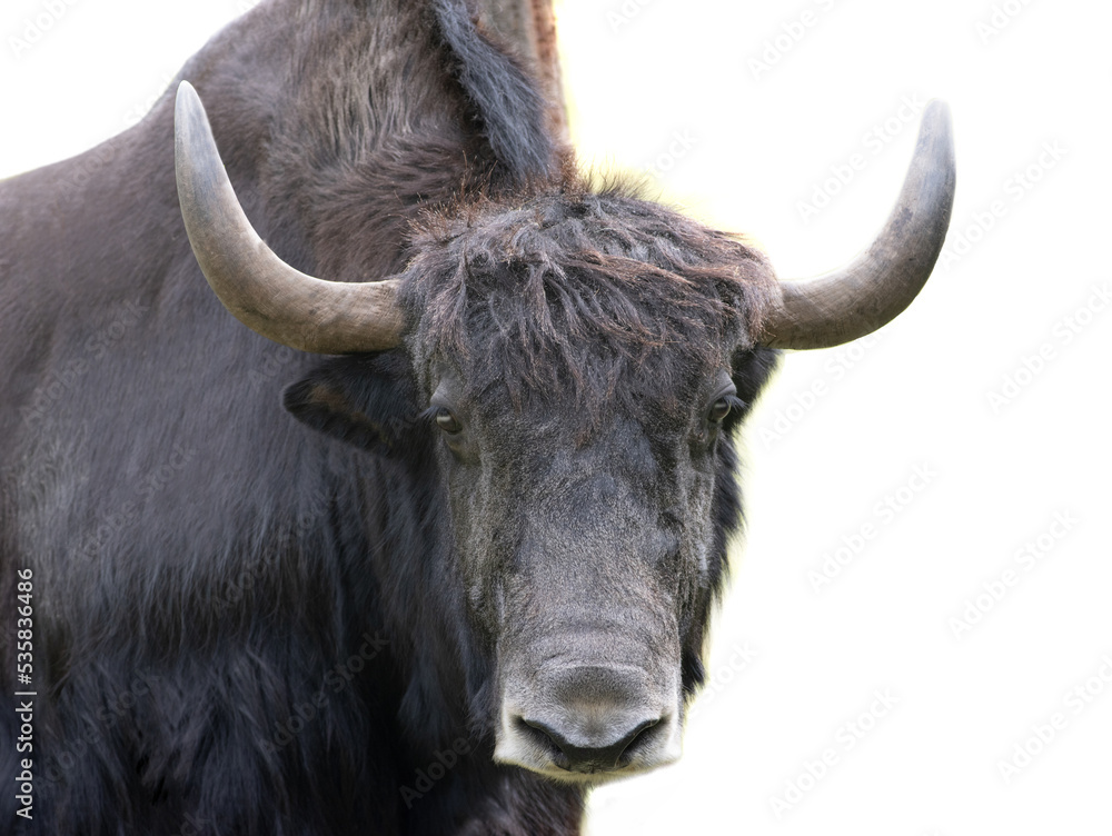 portrait yak isolated on white background portrait yak isolated on white background