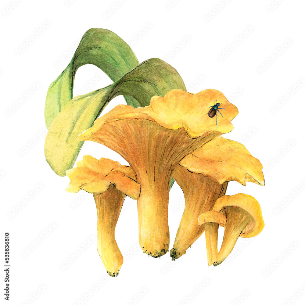 Watercolor chanterelles composition on a white background with red mushrooms and grass Watercolor chanterelles composition on a white background with red mushrooms and grass