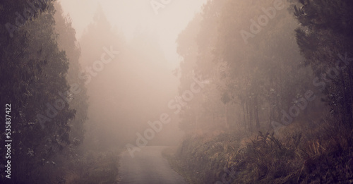 road surrounded by very tall trees, there is a lot of fog, you can see different textures and shapes in the fog
