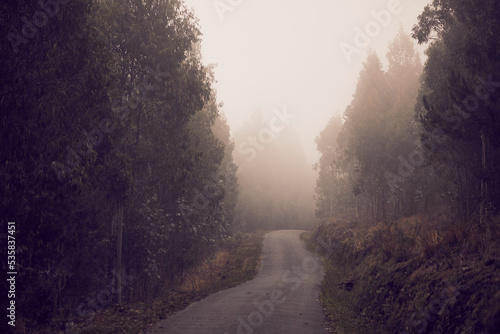road surrounded by very tall trees, there is a lot of fog, you can see different textures and shapes in the fog 