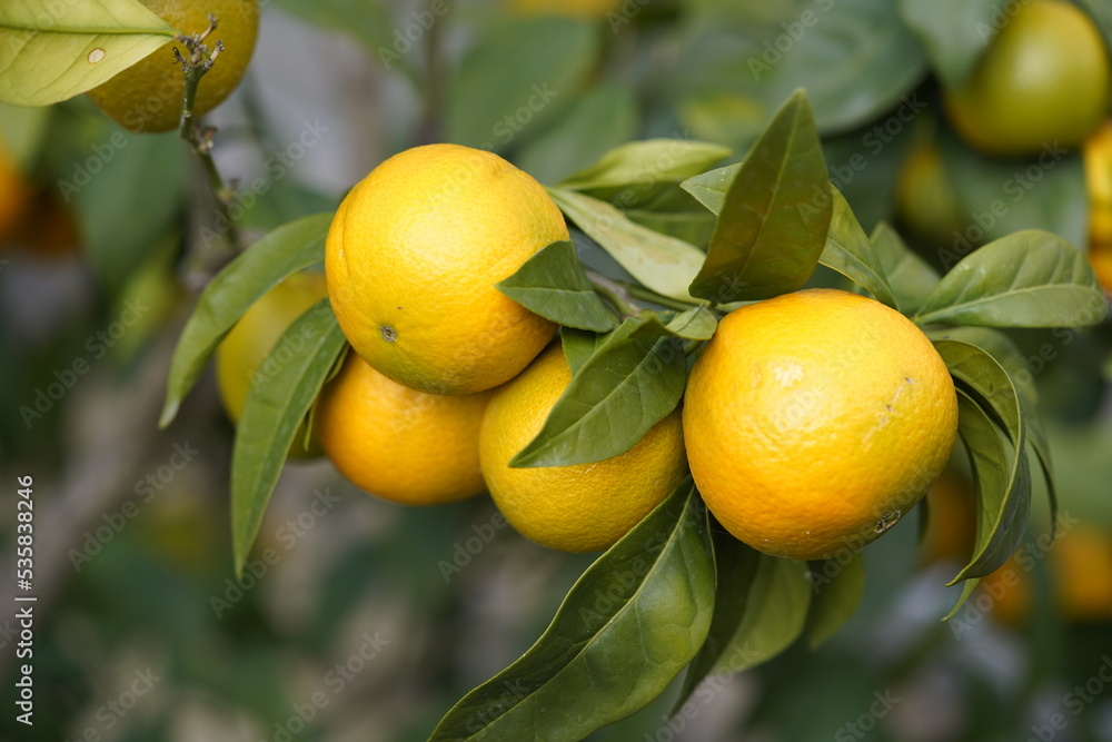 Citrus sinensis, 
