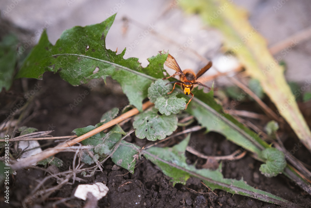 A yellow hornet sitting among the grass, hanging on a plant - Vespa crabro szerszeń - a large insect