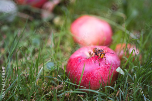 Yellow hornet perched on a red apple among the grass - Vespa crabro szerszeń - large insect