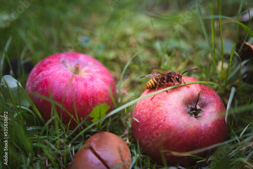 Yellow hornet perched on a red apple among the grass - Vespa crabro szerszeń - large insect