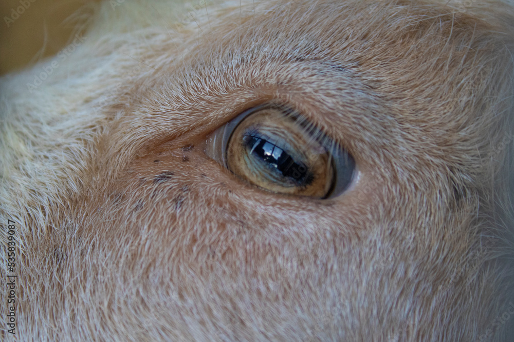 goat eye goat eye