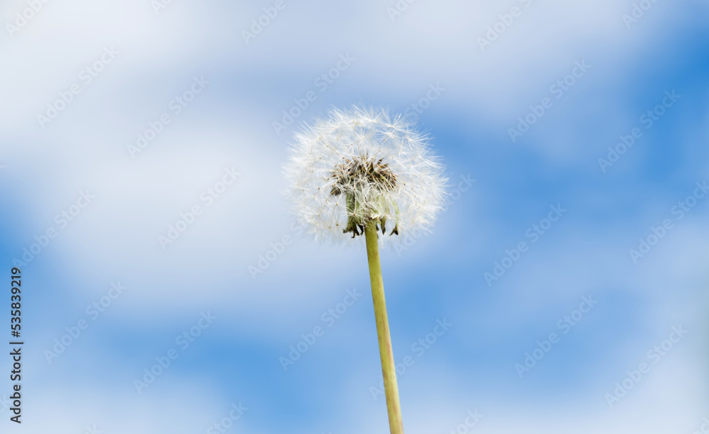 Dandelion under the blue sky Dandelion under the blue sky