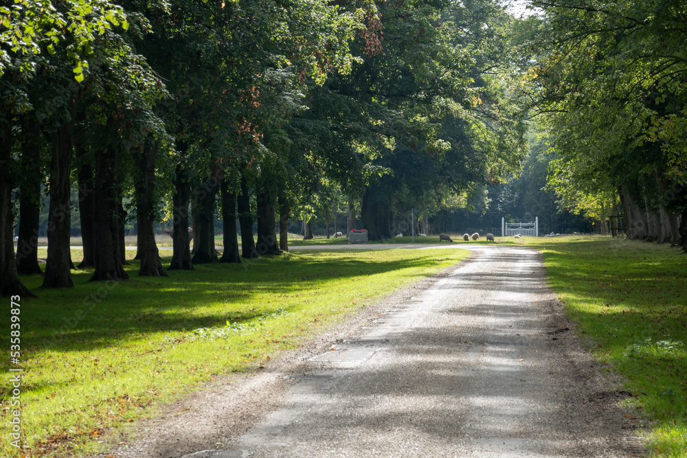 Road leading through parkland with grazing sheep, Berkshire, UK Road leading through parkland with grazing sheep, Berkshire, UK