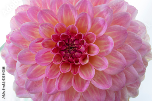 Close up of a pink Chrysanthemum