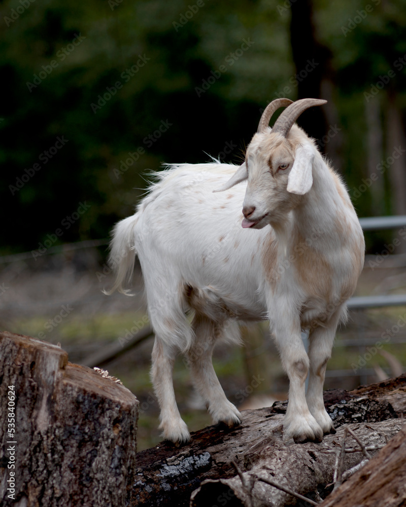 white goat on a farm with its tongue out white goat on a farm with its tongue out