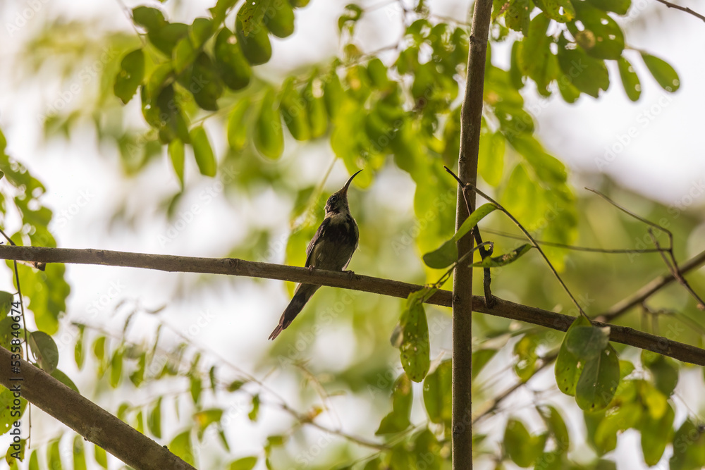 Fototapeta premium Black-throated sunbird (Aethopyga saturata) at Lava, Kalimpong, India