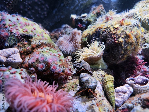 Fish Tanks at the Haus des Meeres - Aqua Terra Zoo in Vienna - An amazing aquarium and zoo located in the only WW2 Flak tower accessible by the public.