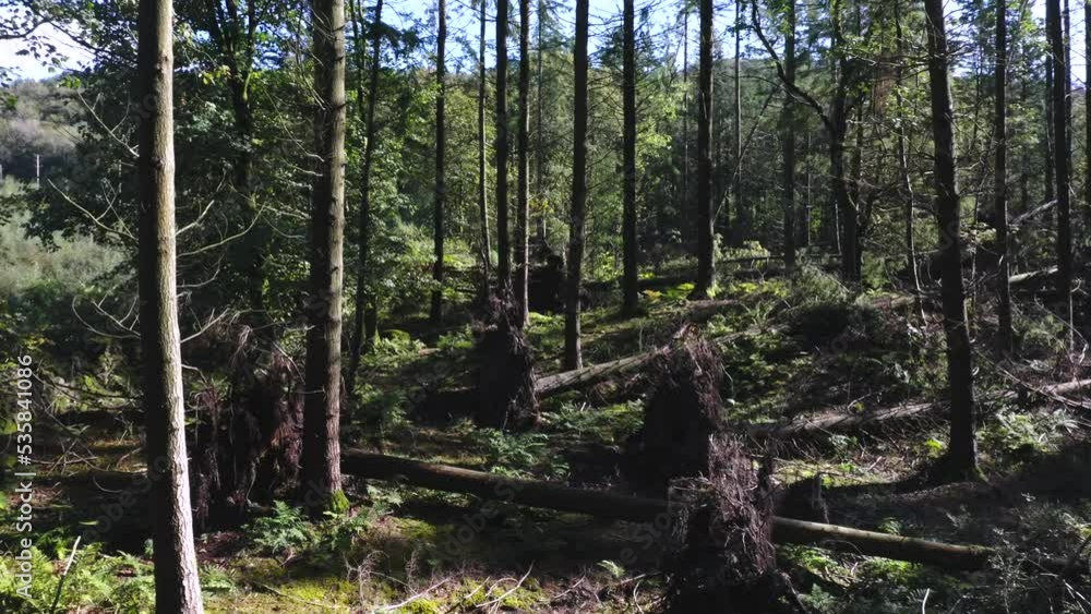 Aerial shot flying backwards through dense forest with tall trees and slivers of blue sky. Filmed in the Lake District, UK on a bright summer day. Aerial shot flying backwards through dense forest with tall trees and slivers of blue sky. Filmed in the Lake District, UK on a bright summer day.