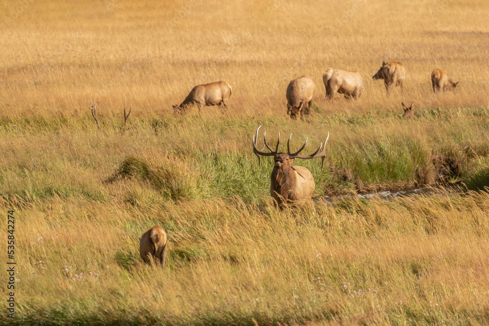 Naklejka premium elk bugling with his harem and one bull hiding in the grass 