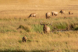 elk bugling with his harem and one bull hiding in the grass 