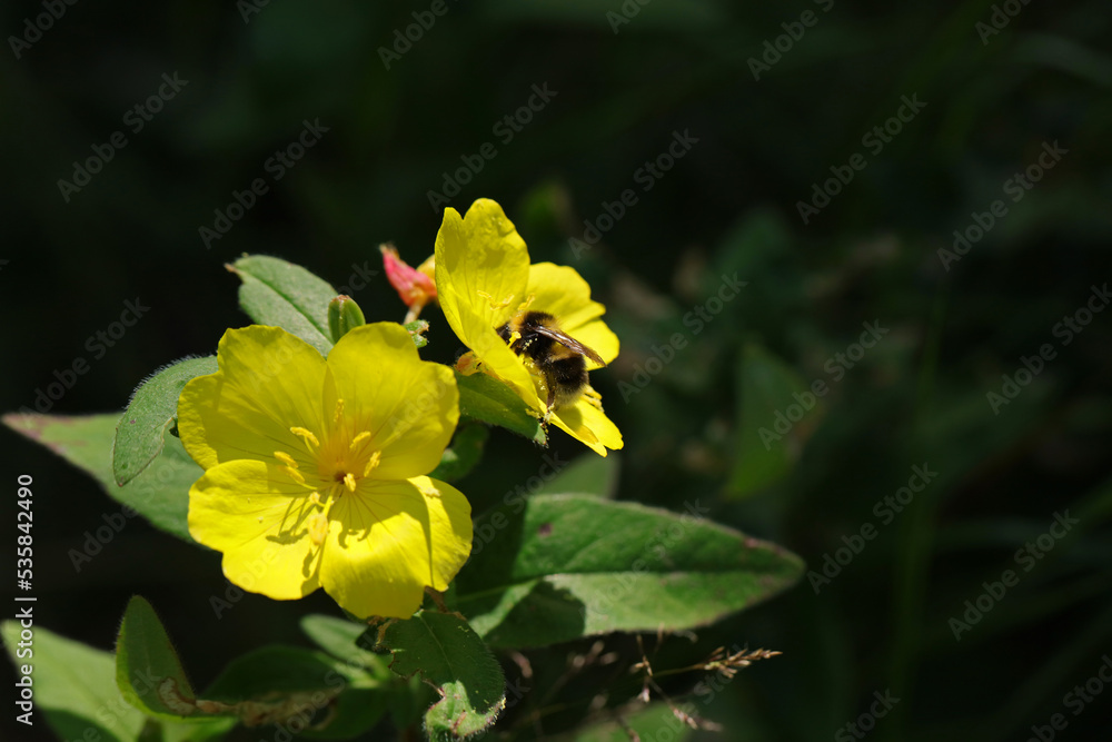 Bumblebee on flower, Dolomites, Italy Bumblebee on flower, Dolomites, Italy