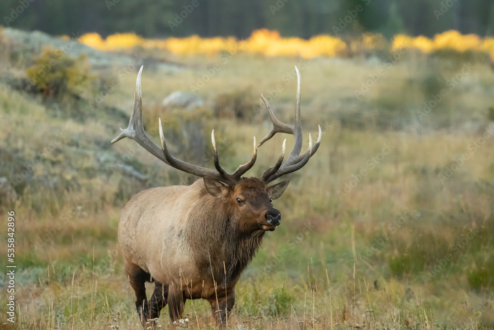 large male bull elk with white tipped antlers at sunset large male bull elk with white tipped antlers at sunset