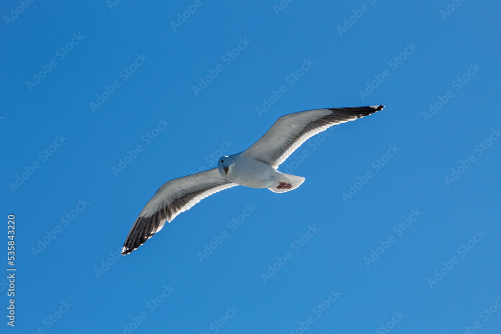 Seagull soaring in the blue sky