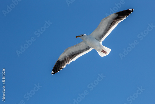 Seagull flying over San Diego Harbor 