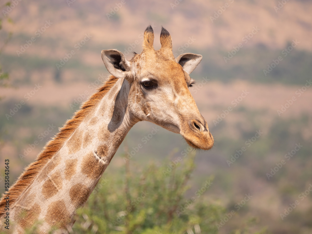 Closeup: Head and neck of female Giraffe looking right Closeup: Head and neck of female Giraffe looking right
