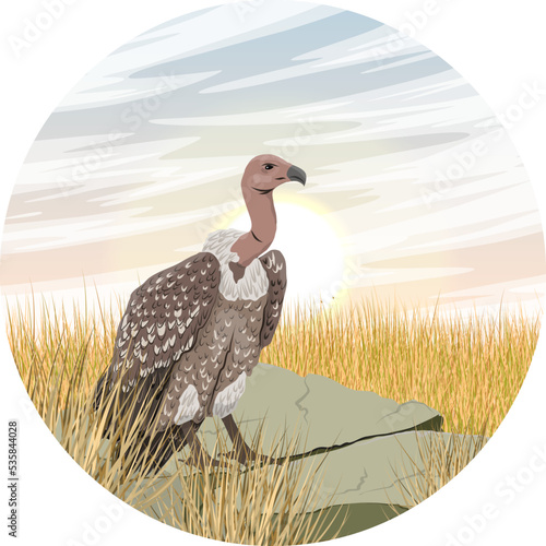 Round composition. African vulture sits on a rock in the savannah. wild carrion birds. Realistic vector landscape