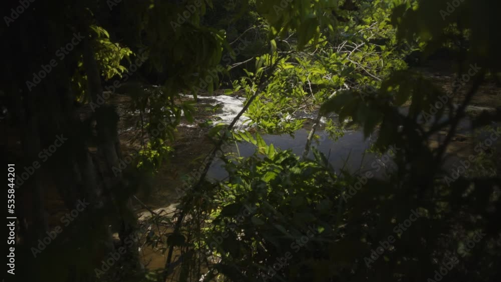 stream in the middle of the forest in brazil stream in the middle of the forest in brazil