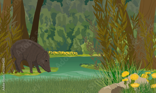 A wild boar stands on the shore of a forest lake. A swamp in a dark dense forest. Realistic vector landscape