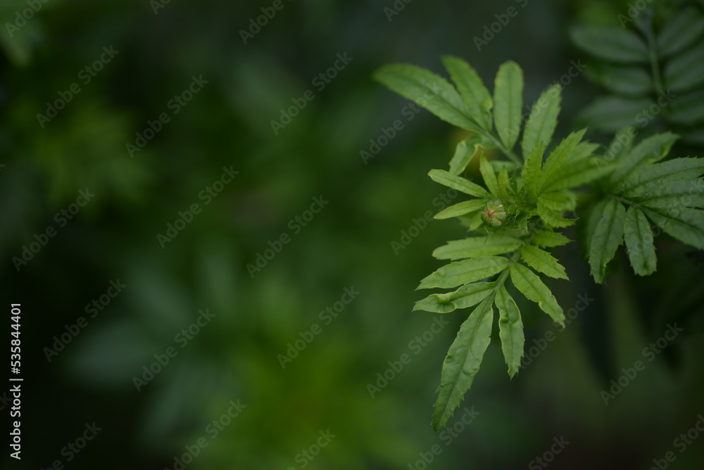 light yellow marigold flowers, marigold buds close-up on a background of green leaves marigold flower close-up on a green background, texture of leaves and flowers, be green light yellow marigold flowers, marigold buds close-up on a background of green leaves marigold flower close-up on a green background, texture of leaves and flowers, be green