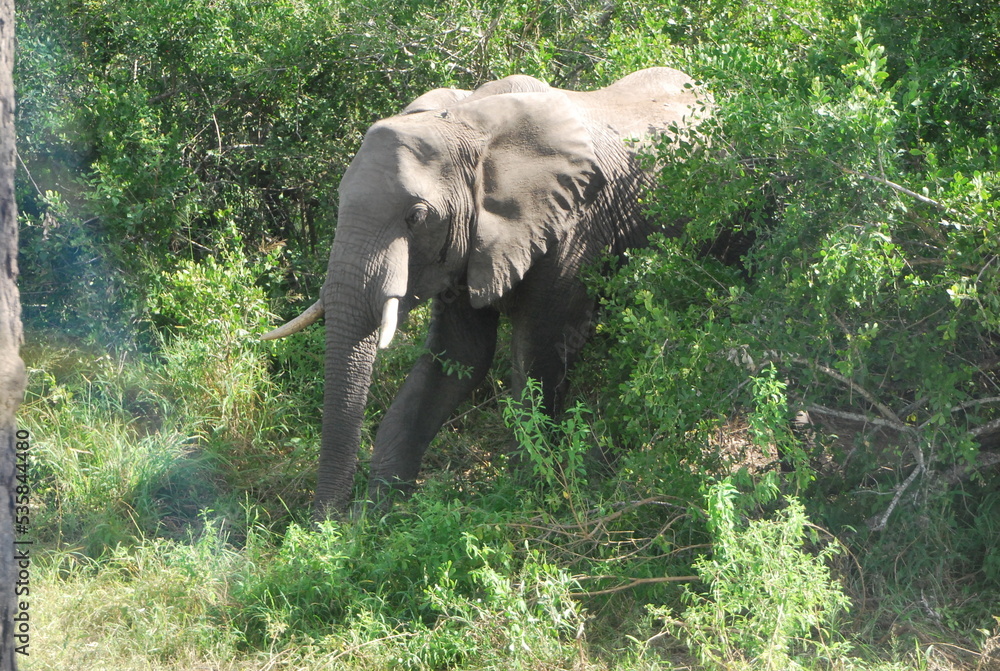 Fototapeta premium Éléphant sauvage Afrique du Sud 