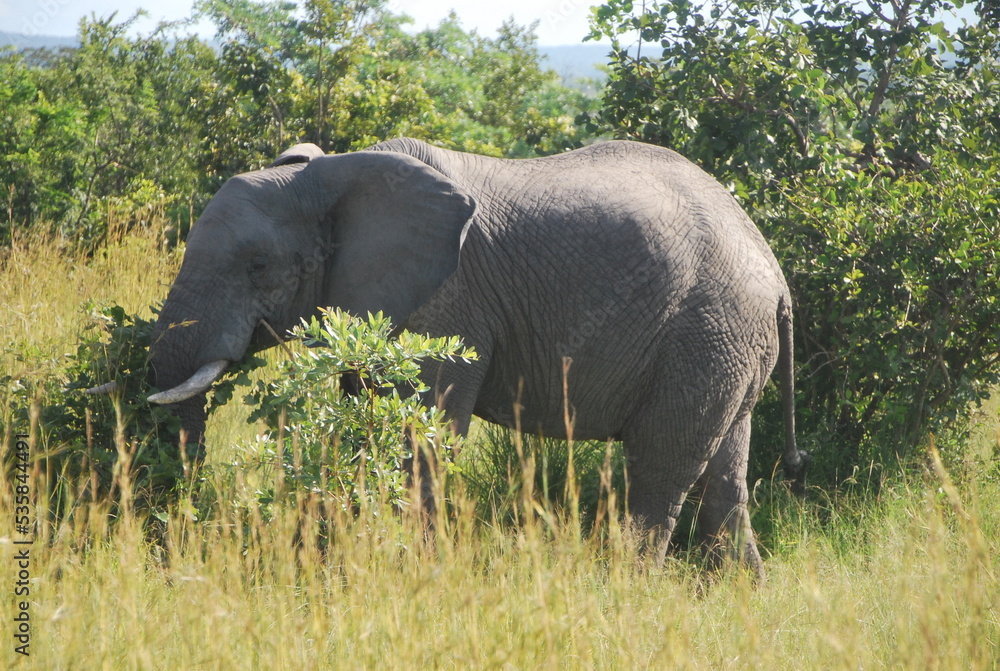 Fototapeta premium Éléphant sauvage Afrique du Sud 