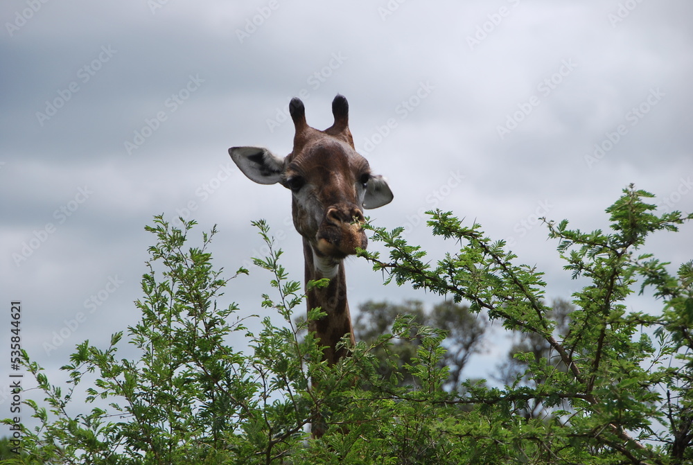 Girafe savane Afrique du sud Girafe savane Afrique du sud