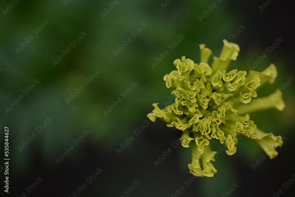 light yellow marigold flowers, marigold buds close-up on a background of green leaves marigold flower close-up on a green background, texture of leaves and flowers, be green light yellow marigold flowers, marigold buds close-up on a background of green leaves marigold flower close-up on a green background, texture of leaves and flowers, be green