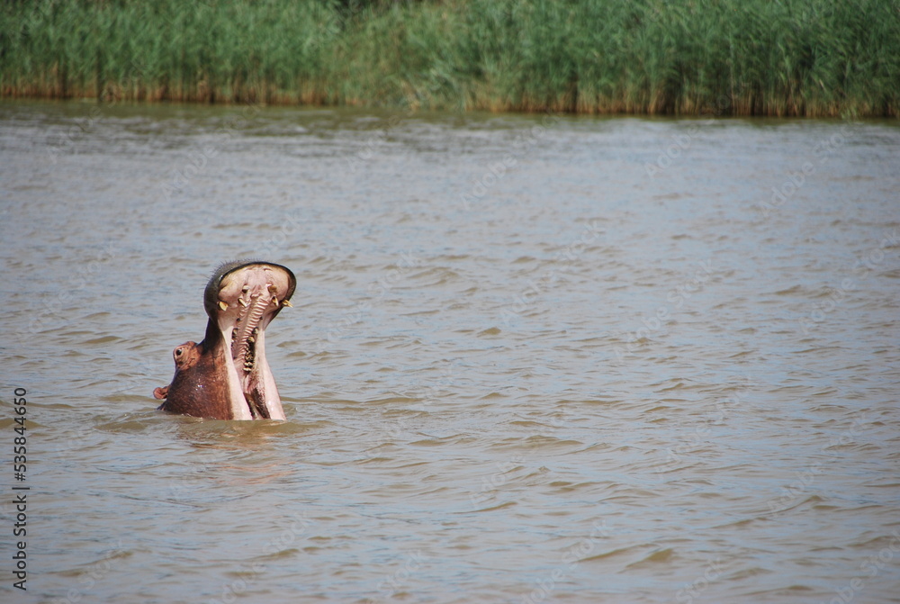 Fototapeta premium Hippopotame gueule ouverte Afrique du sud 