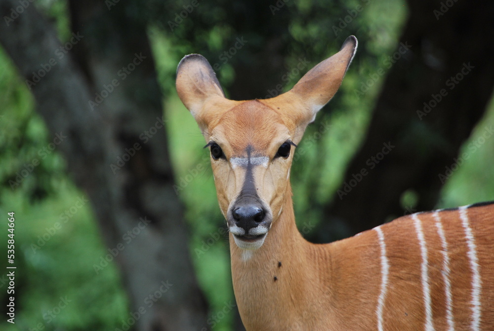 Impala femelle savane Afrique du Sud Impala femelle savane Afrique du Sud