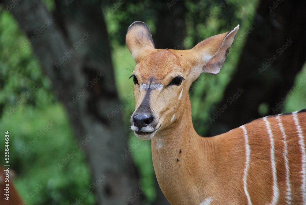 Impala femelle savane Afrique du Sud