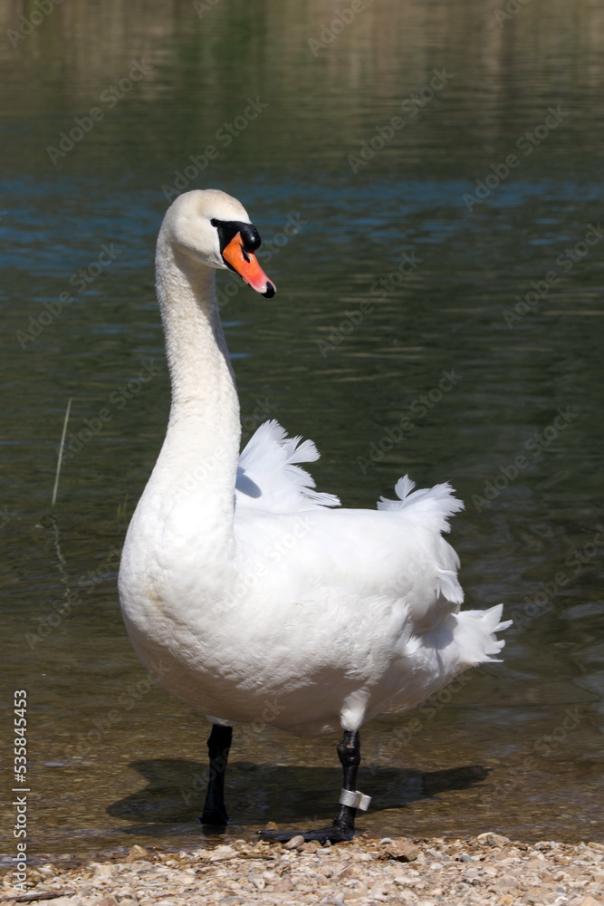 Swan on the ground of gravel with river in the background Swan on the ground of gravel with river in the background