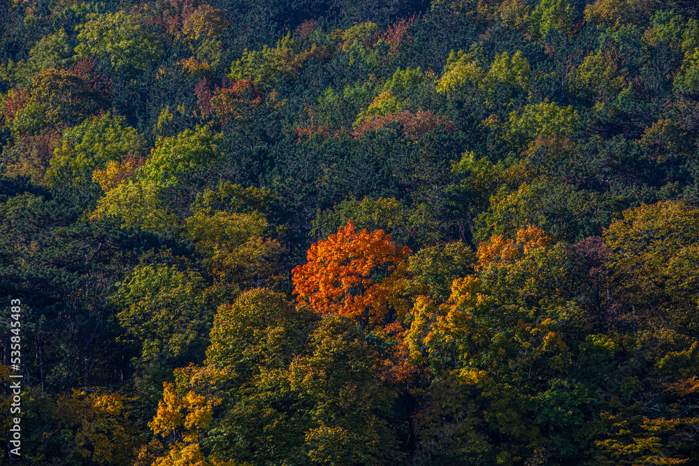 autumn colored trees autumn colored trees