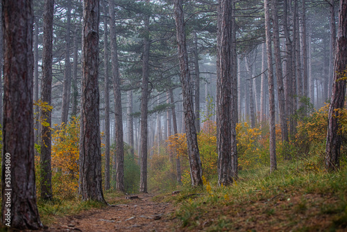 colorful autumn forest in the mist © babaroga