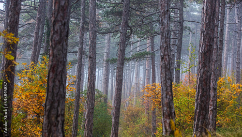COLORFUL AUTUMN FOREST IN THE MIST