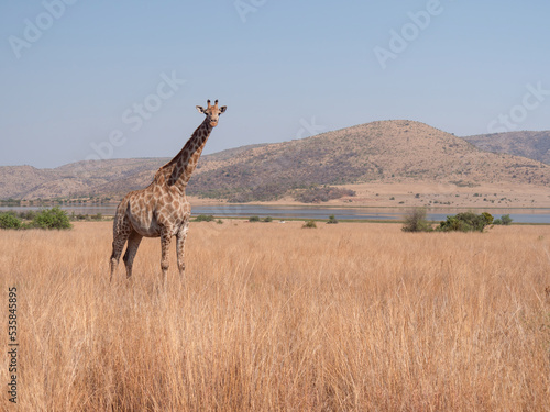 Giraffe stands alone in dry grass savannah with hills and dam in background
