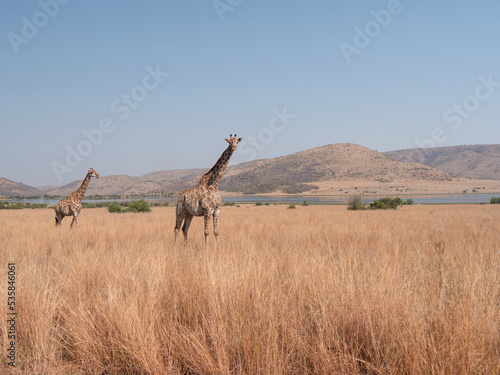 Savannah landscape by large body of water  two giraffe stand in foreground