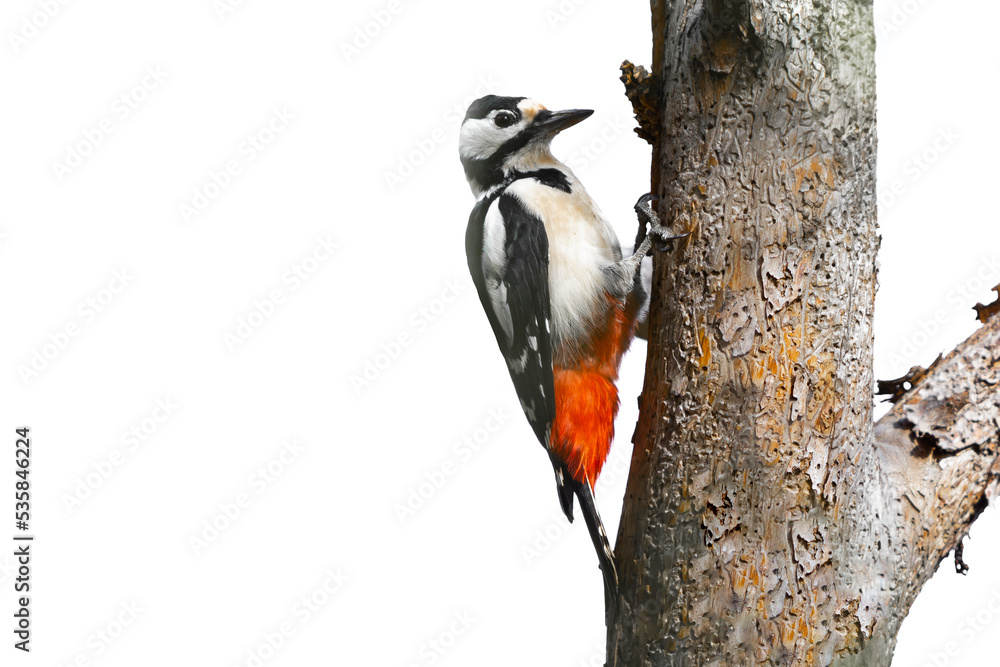 Great spotted woodpecker on a dry tree isolated on white background. Dendrocopos major on tree trunk. Background with copy space Great spotted woodpecker on a dry tree isolated on white background. Dendrocopos major on tree trunk. Background with copy space