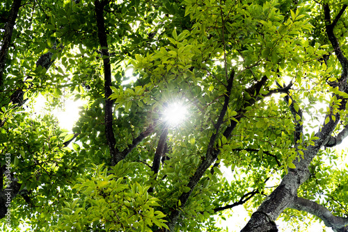 Background of sunlight through green leaves