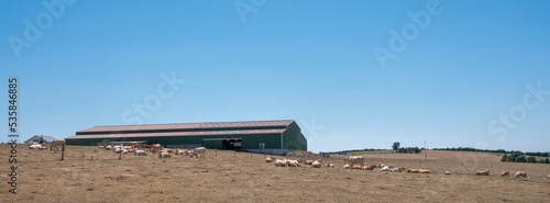 blonde cows near large farm in lorraine lndscape under blue summer sky © ahavelaar