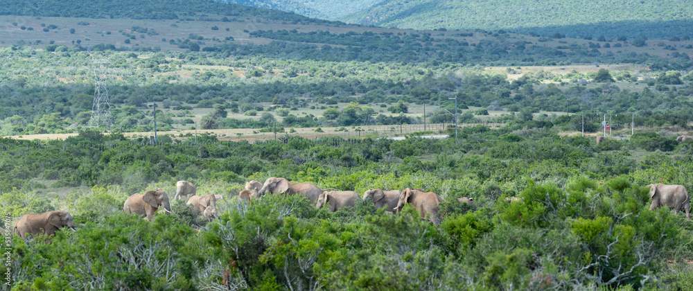 Elefantenherde in der Wildnis und Savannenlandschaft von Afrika