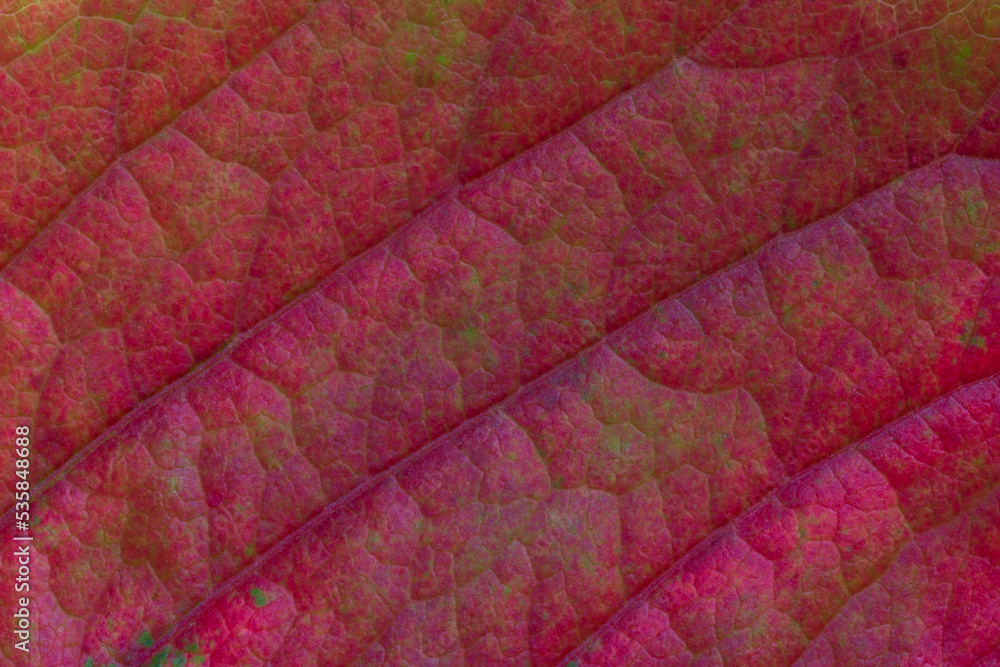 Fototapeta premium close up of purple grape leaf texture