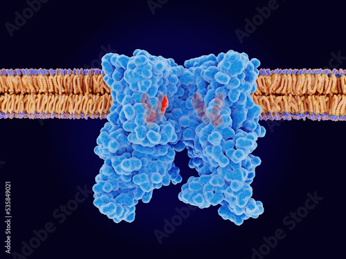 The capsaicin receptor TRPV1 with 4 ligand analogons bound. TRPV1 is an ion channel that senses heat, regulates the body temperature and contributes to pain sensation. Source: PDB entry 5is0. photo