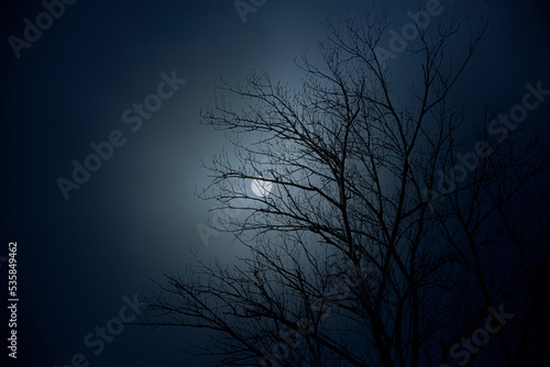 Bare tree in a foggy full moon night