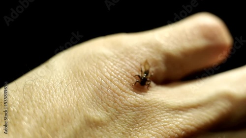 Bloodsucking deer fly parasite, Lipoptena cervi, sucks blood on human skin photo